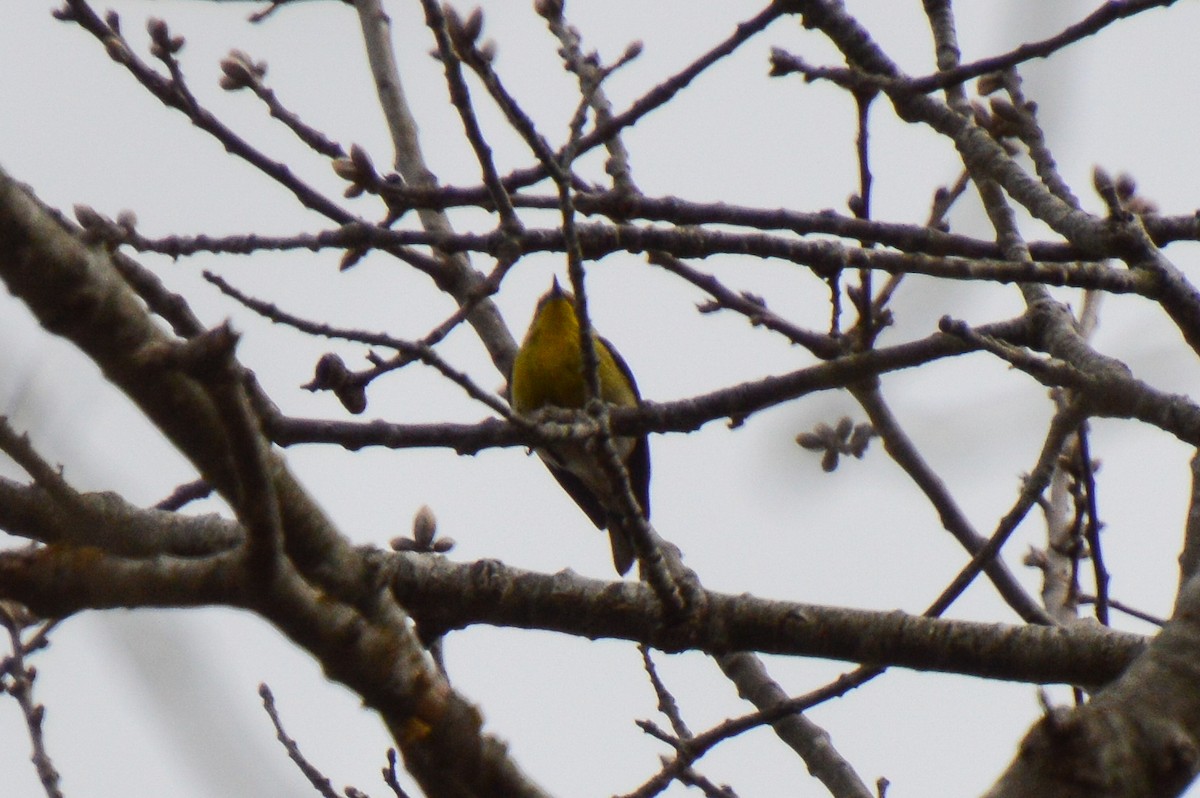 Pine Warbler - Nicholas Schomburg