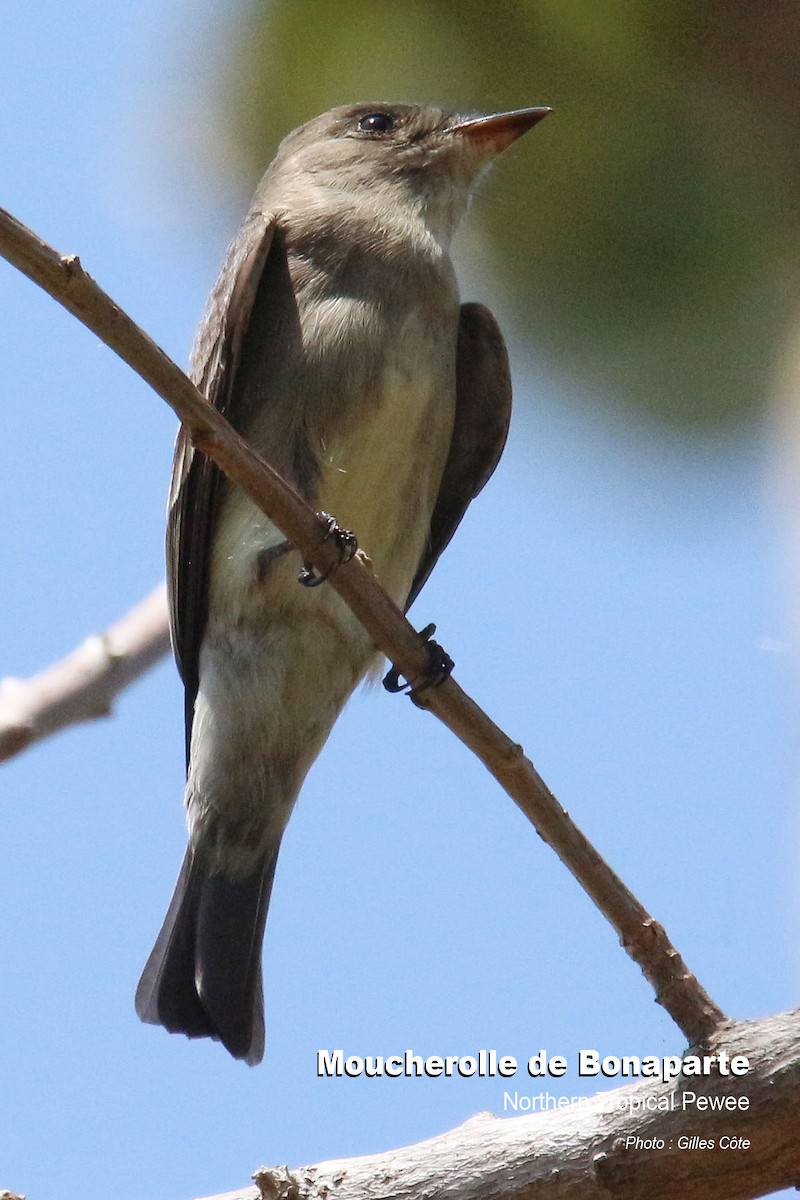 Northern Tropical Pewee - Gilles Côte