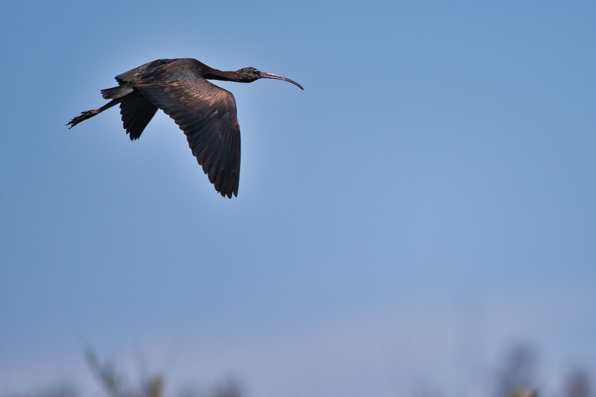 Glossy Ibis - ML617725871