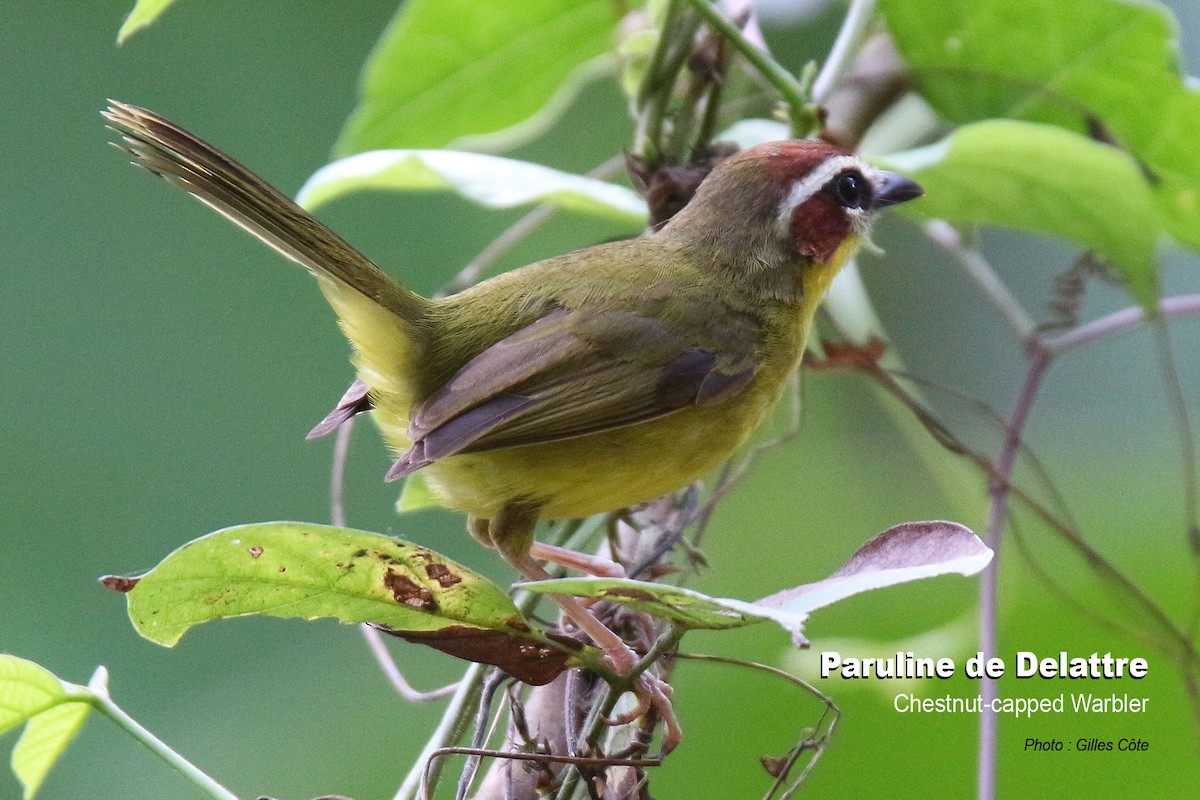 Chestnut-capped Warbler - ML617725878