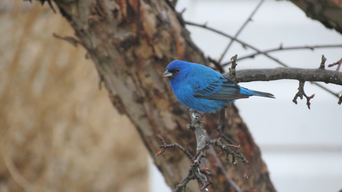 Indigo Bunting - ML617725896