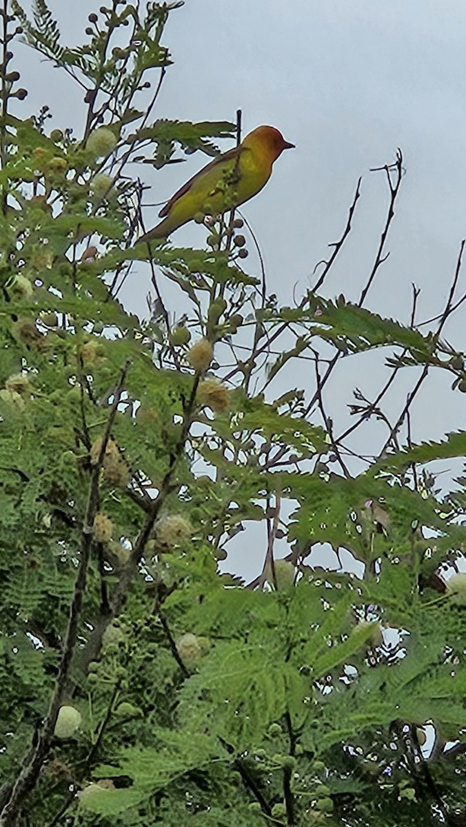 Western Tanager - ML617725914