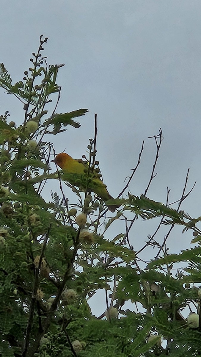 Western Tanager - ML617725915