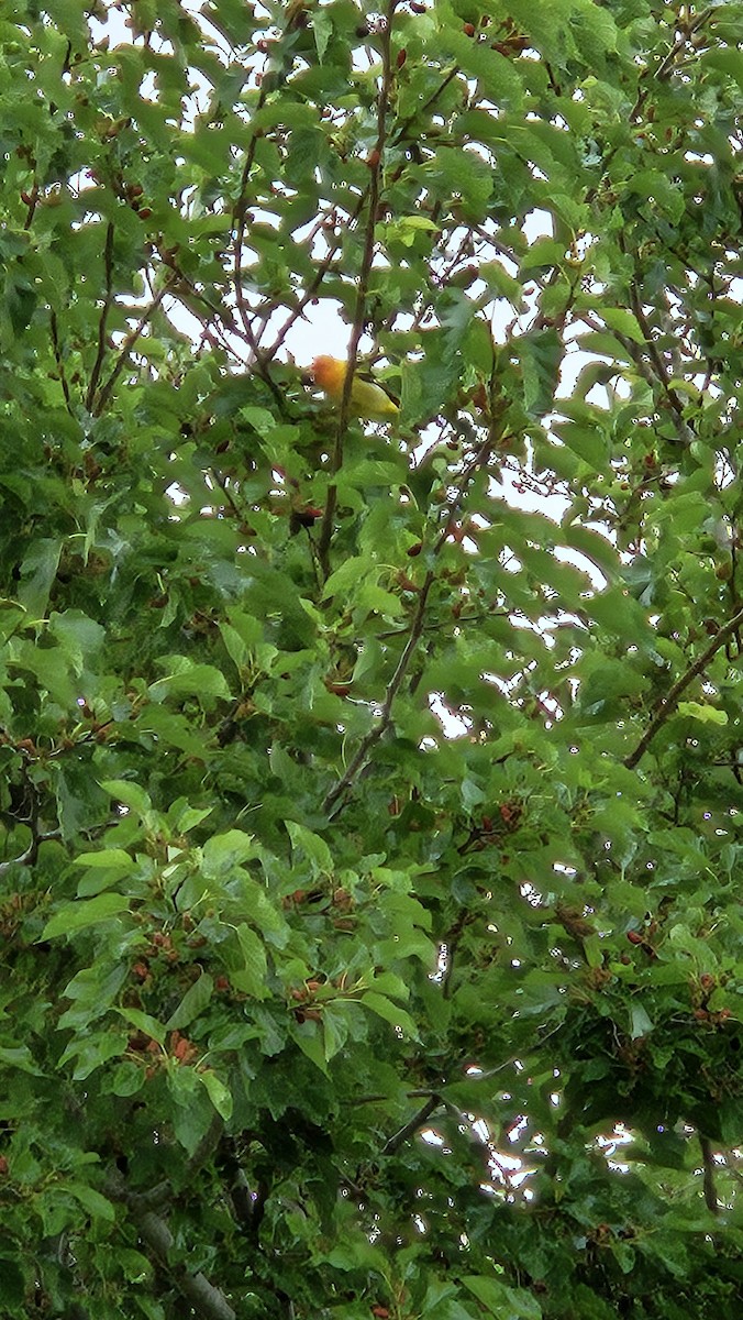 Western Tanager - ML617725916