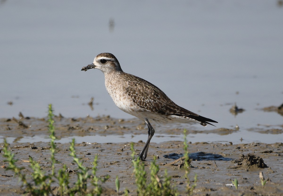 American Golden-Plover - ML617725918