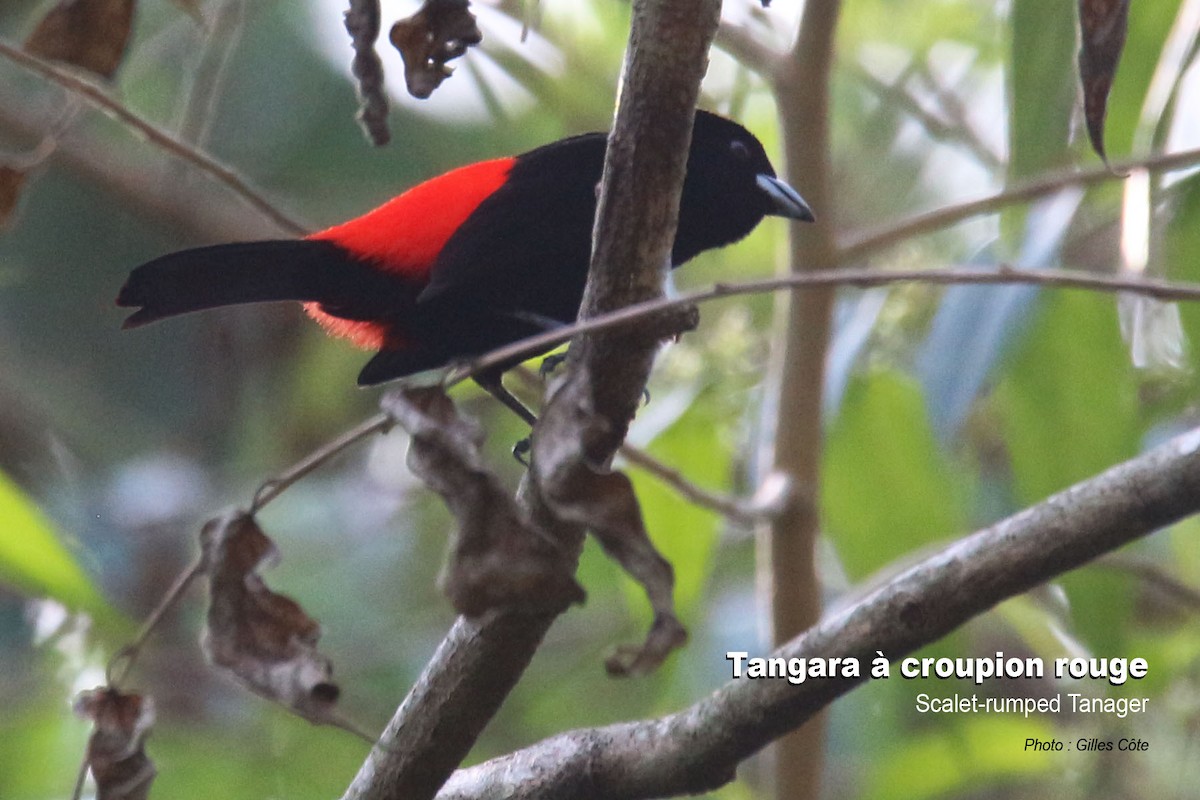 Scarlet-rumped Tanager - ML617725943