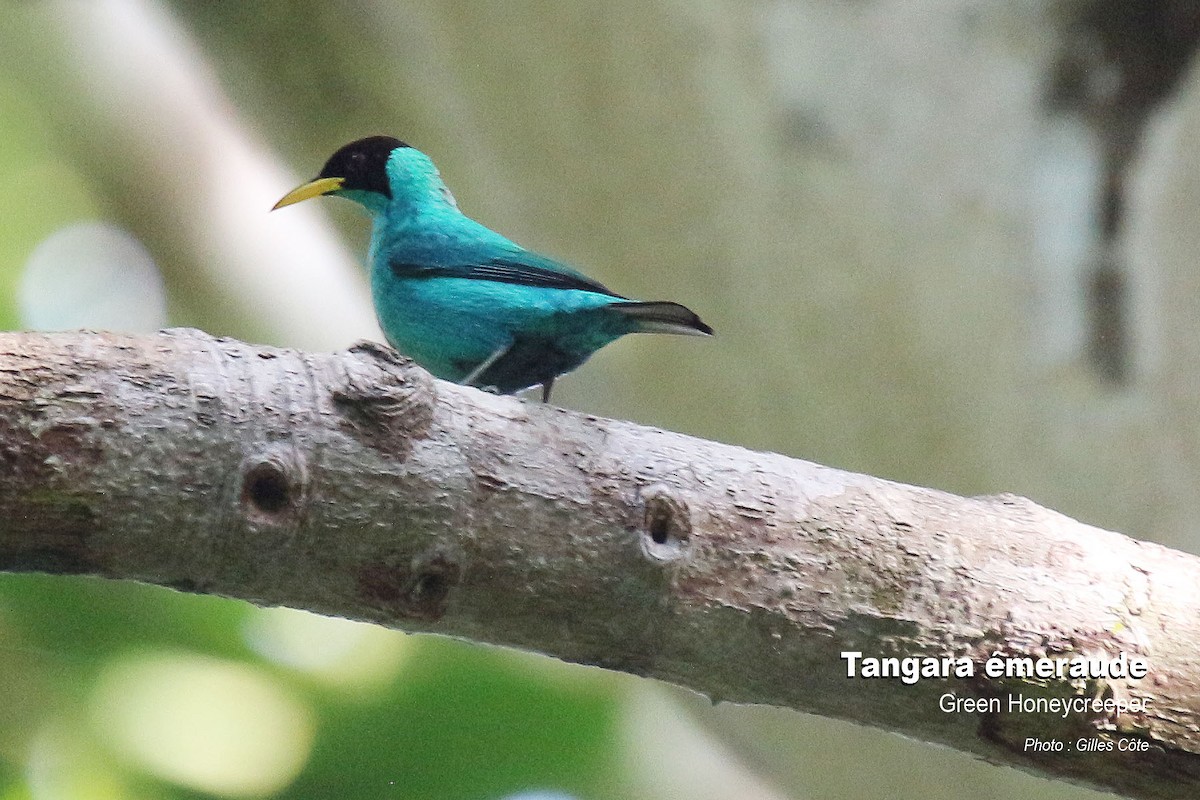 Green Honeycreeper - Gilles Côte