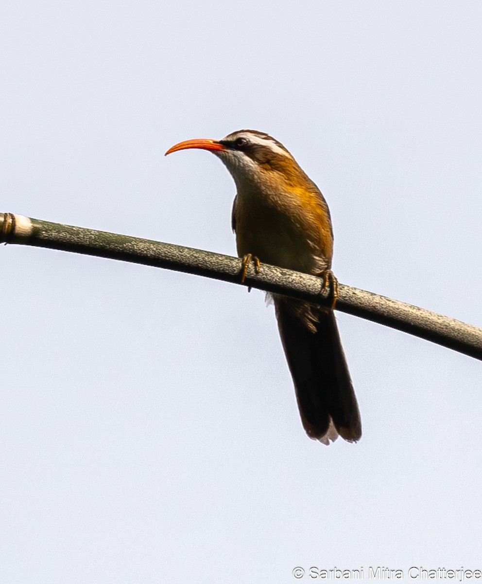 Red-billed Scimitar-Babbler - Sarbani Chatterjee