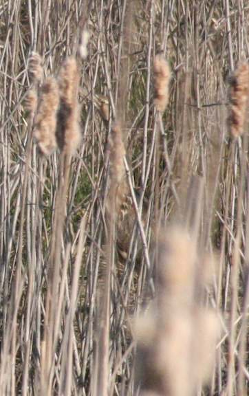 American Bittern - ML617725998