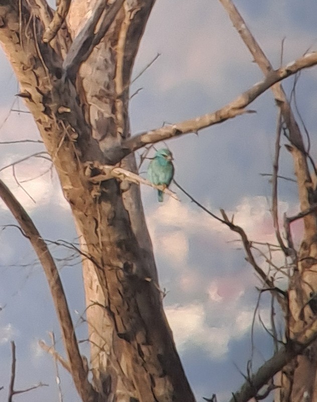 European Roller - José A. Campos