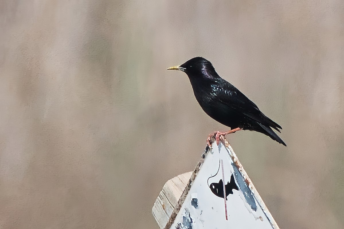 European Starling - ML617726003