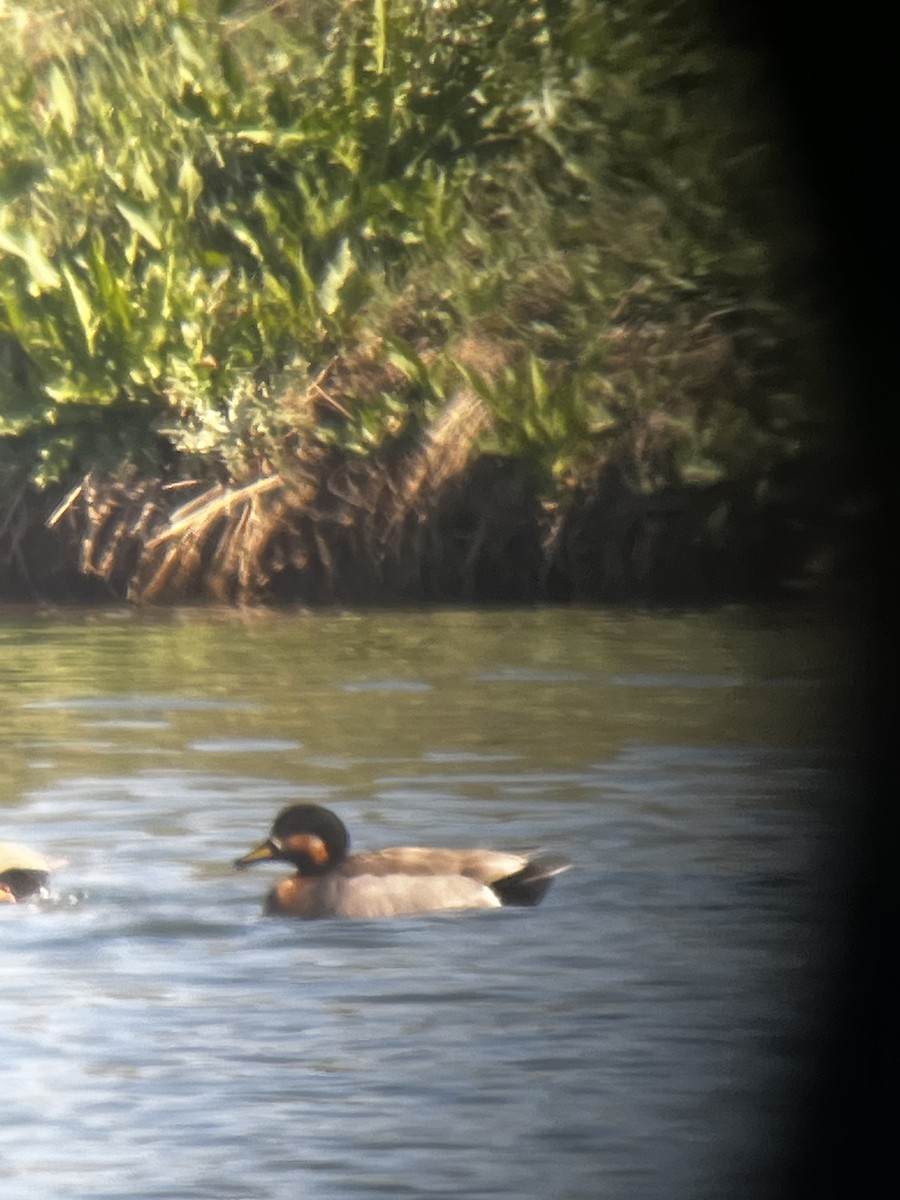 Gadwall x Mallard (hybrid) - ML617726006