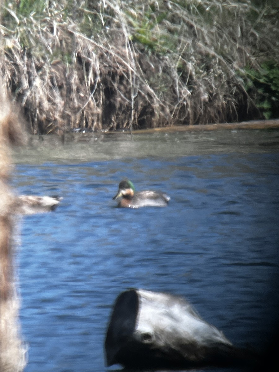 Gadwall x Mallard (hybrid) - ML617726007