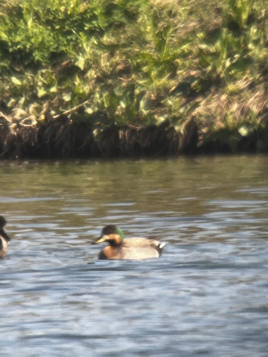 Gadwall x Mallard (hybrid) - ML617726008