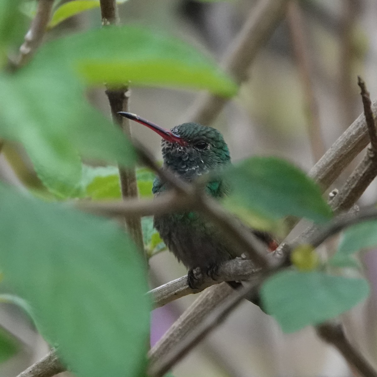 Rufous-tailed Hummingbird - ML617726031
