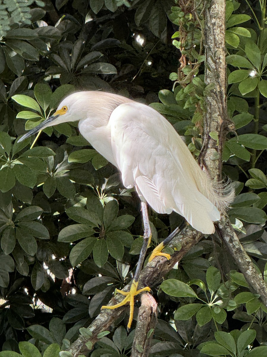 Snowy Egret - Clarisse Odebrecht