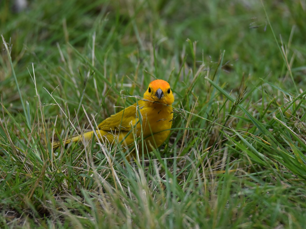 Saffron Finch - ML617726046