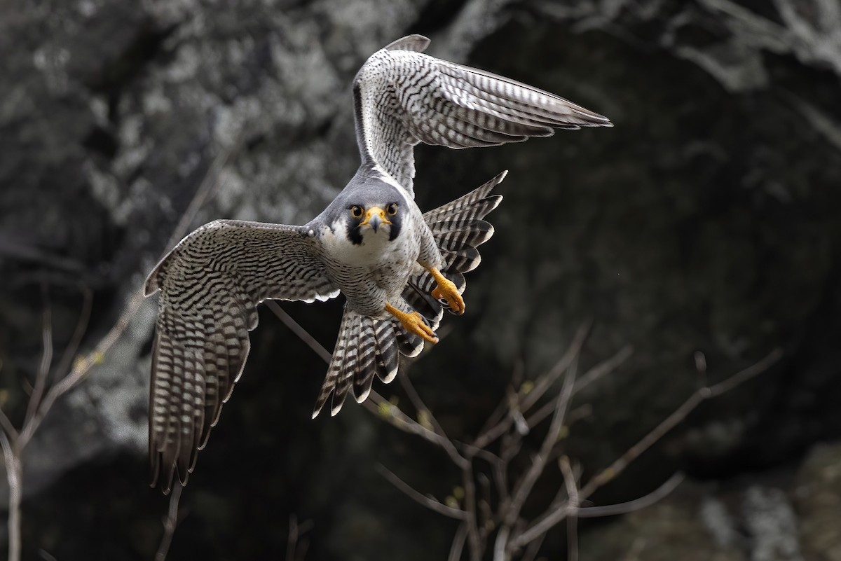 Peregrine Falcon - ML617726048