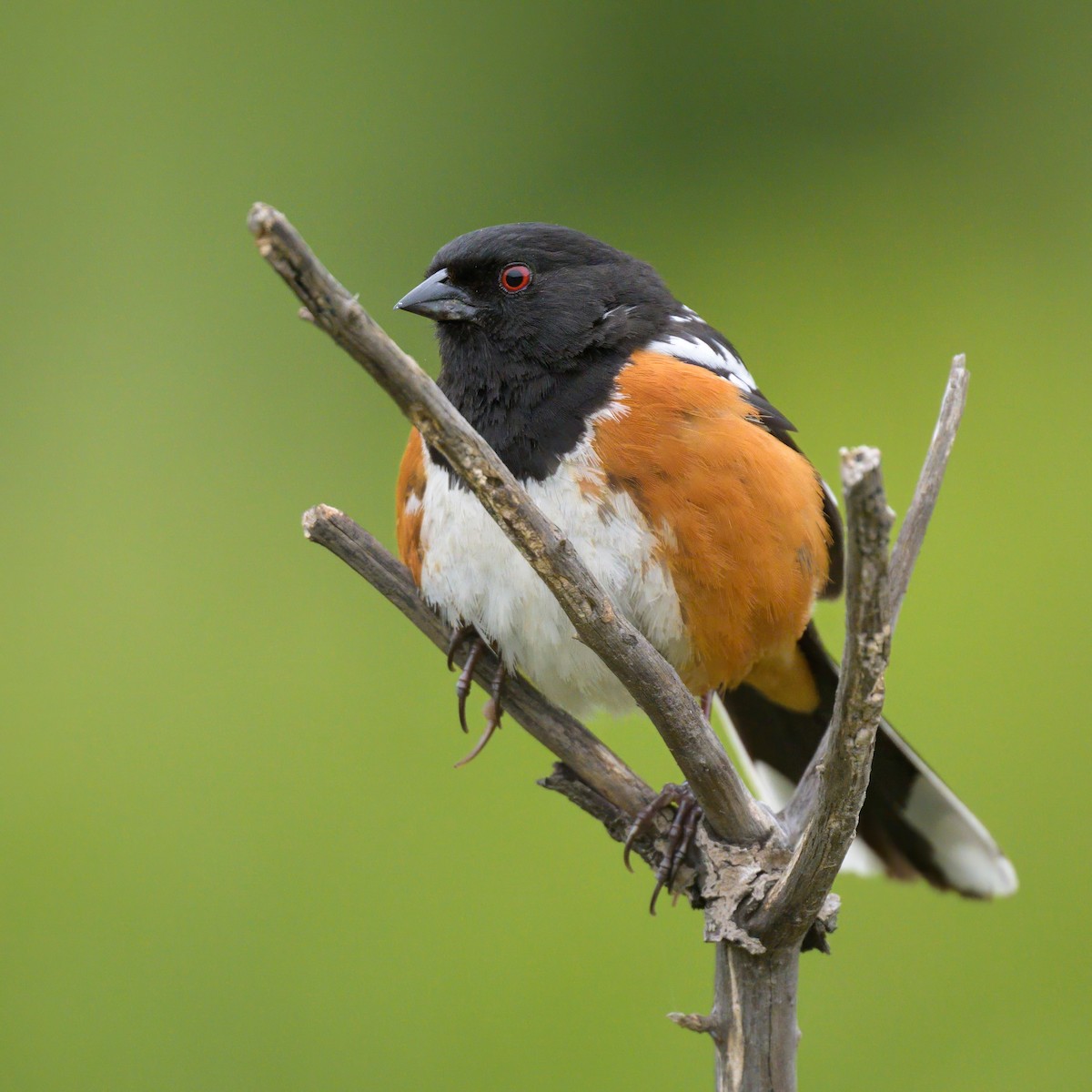 Spotted Towhee - ML617726051