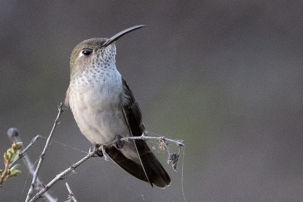 Spot-throated Hummingbird - Beatrix Pond