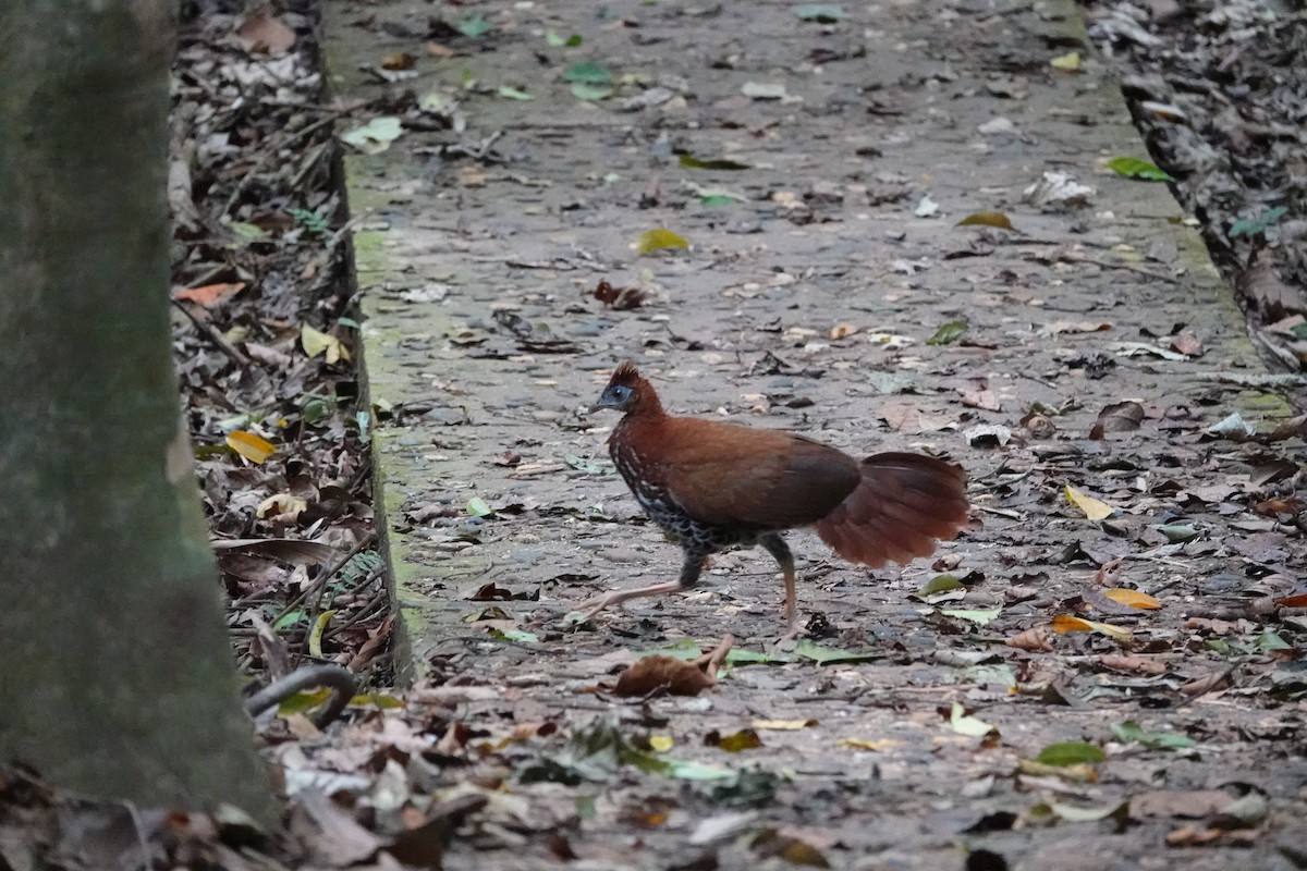 Malayan Crested Fireback - ML617726063