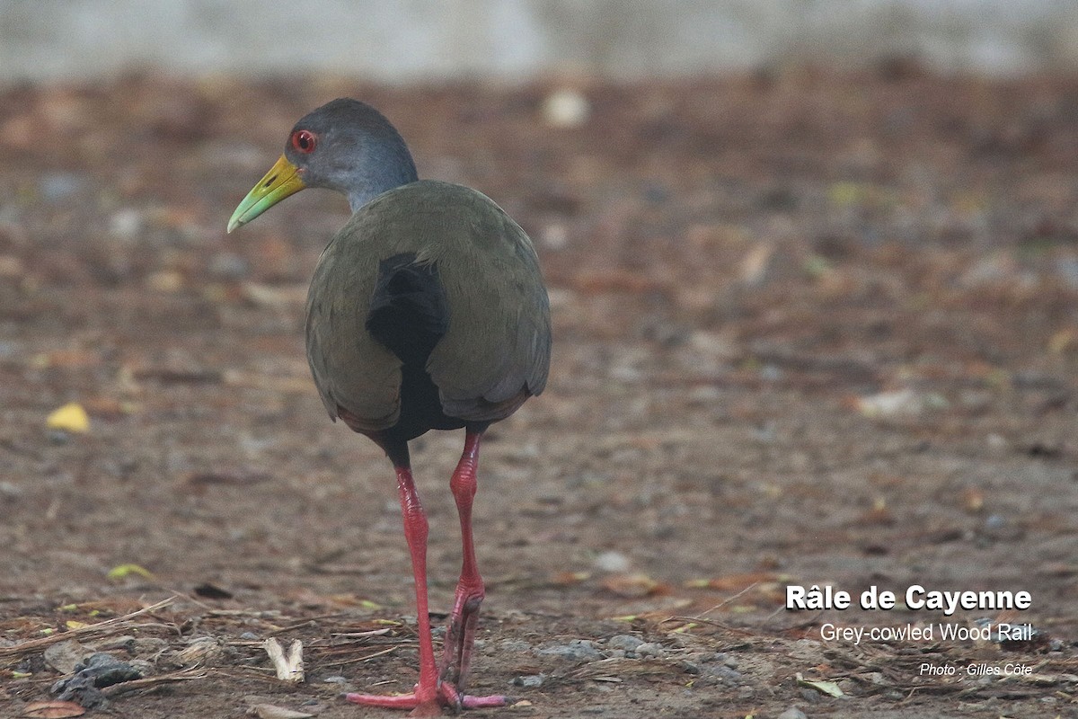 Gray-cowled Wood-Rail - ML617726065