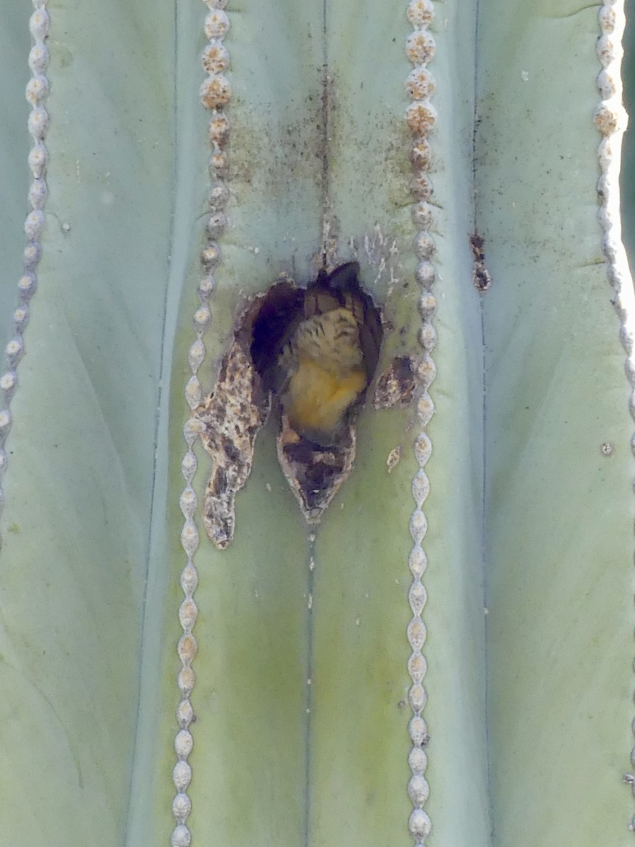 Pic des saguaros - ML617726073