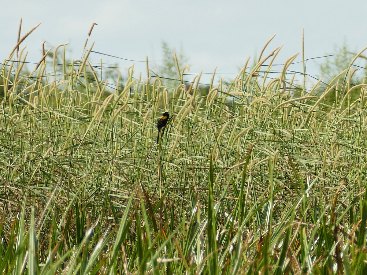 Yellow-mantled Widowbird - ML617726082