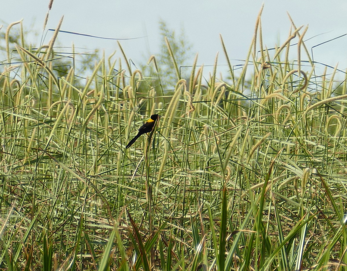 Yellow-mantled Widowbird - ML617726083