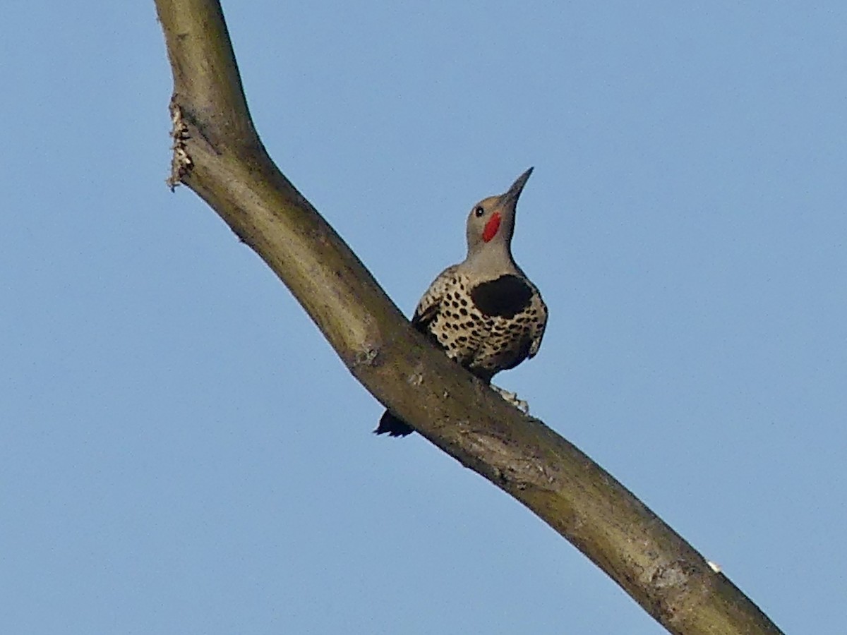 Gilded Flicker - ML617726090