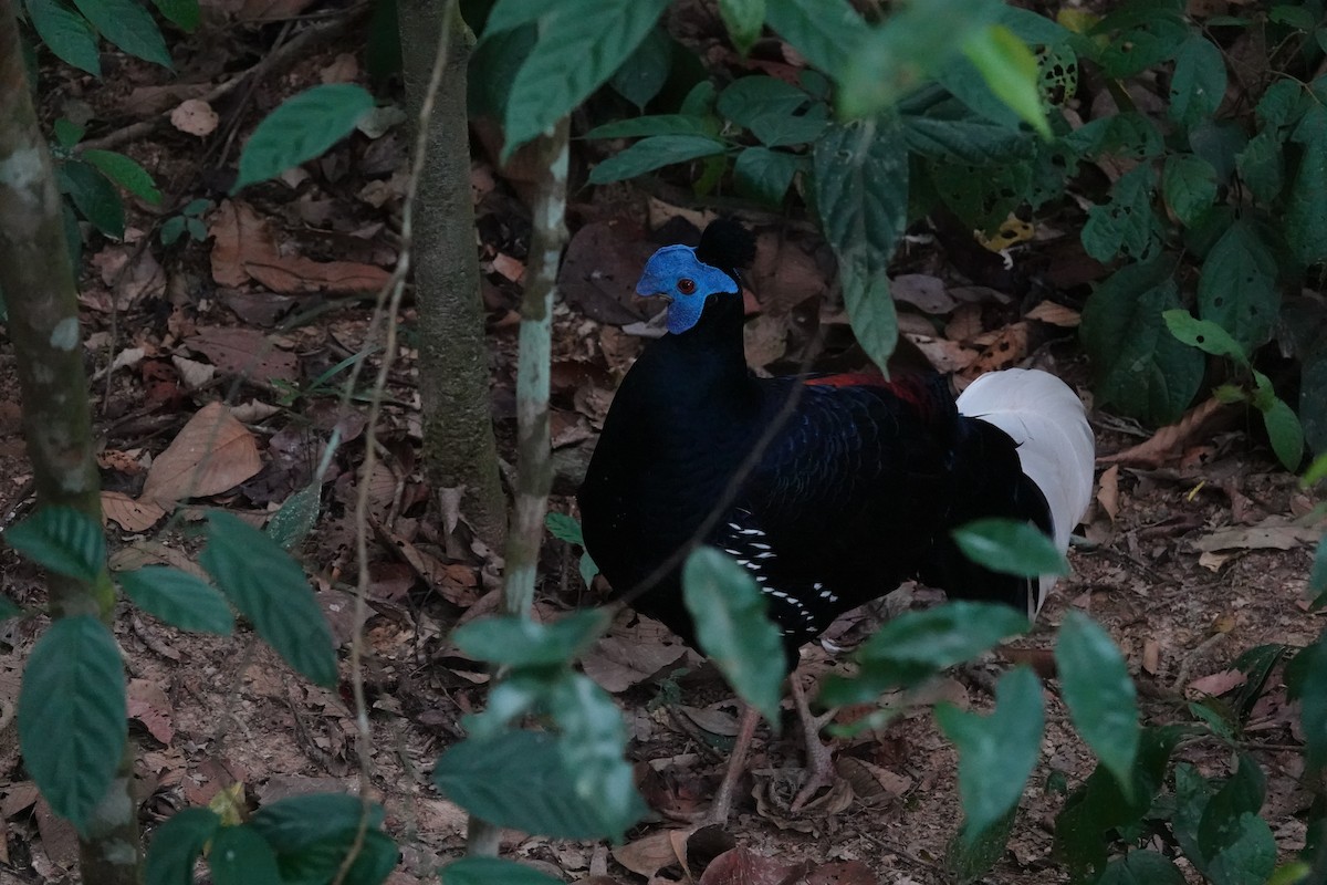 Malayan Crested Fireback - ML617726116