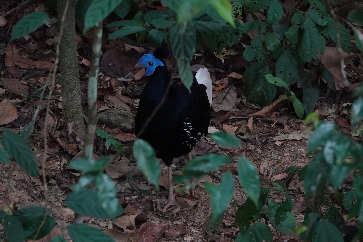 Malayan Crested Fireback - ML617726117