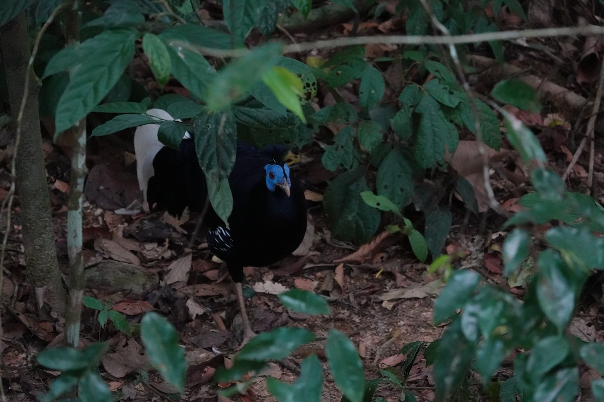 Malayan Crested Fireback - ML617726118