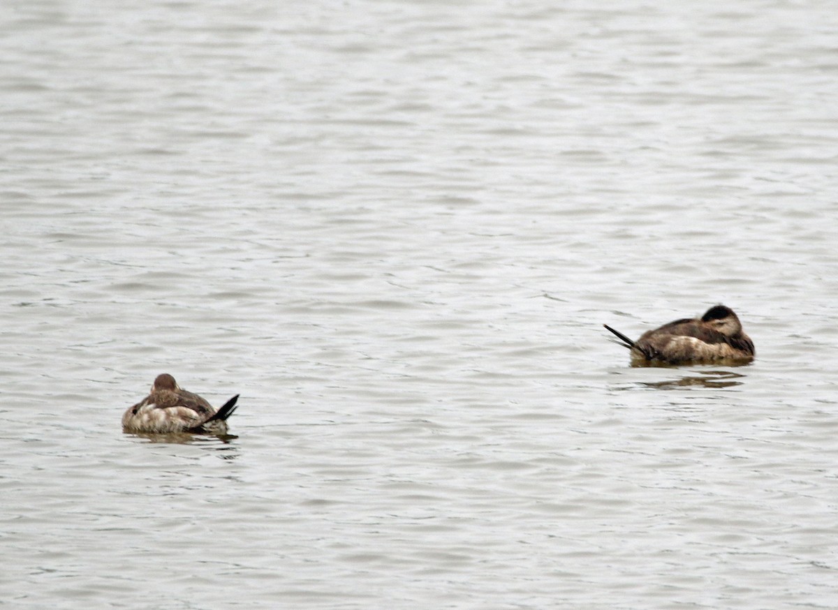 Ruddy Duck - ML617726119