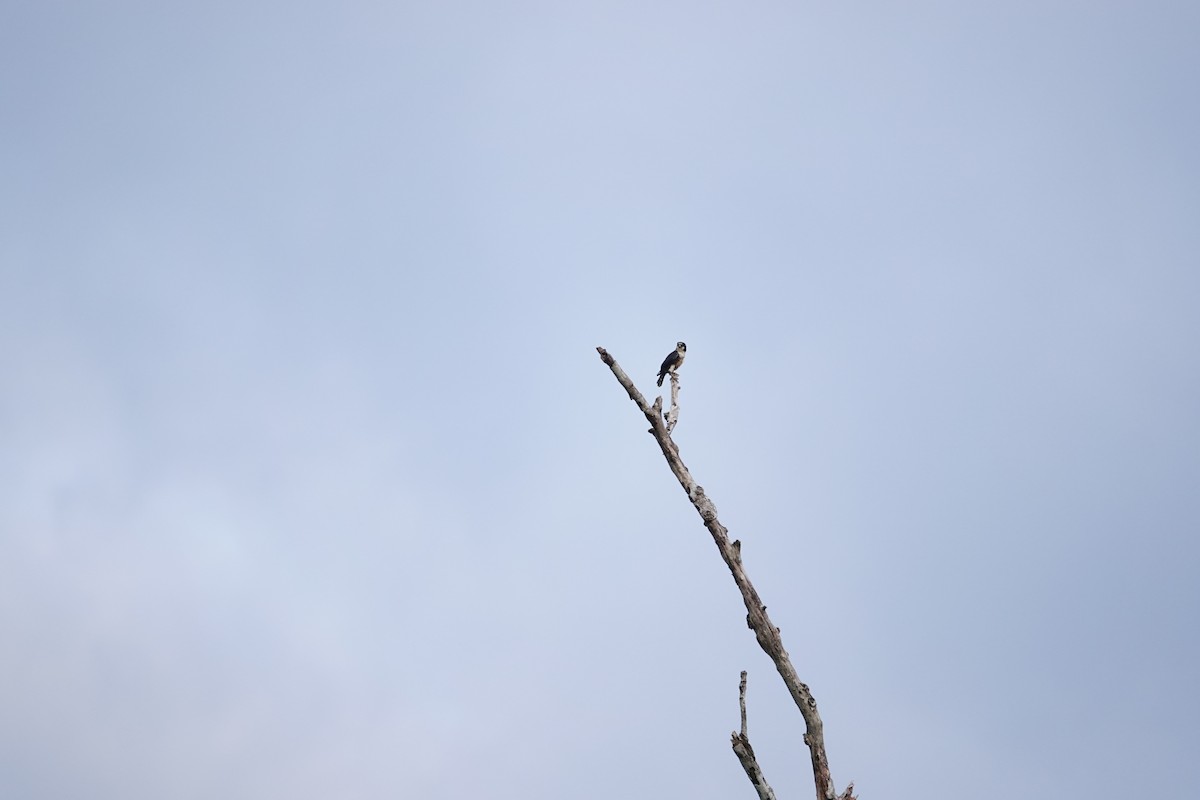 Black-thighed Falconet - Sutirtha Lahiri