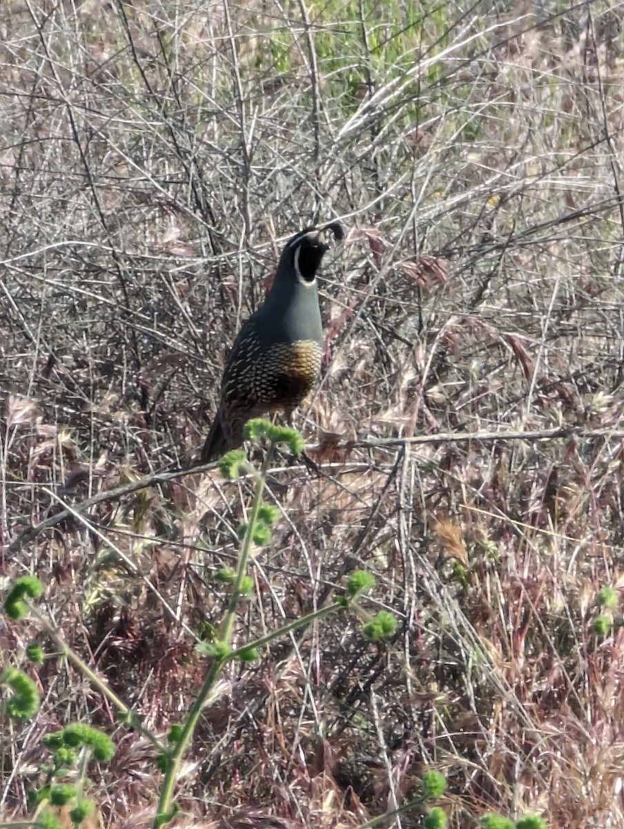 California Quail - ML617726171