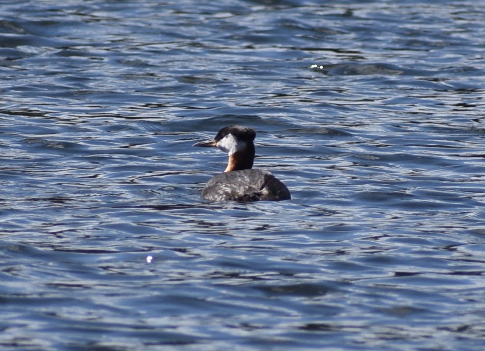 Red-necked Grebe - ML617726172