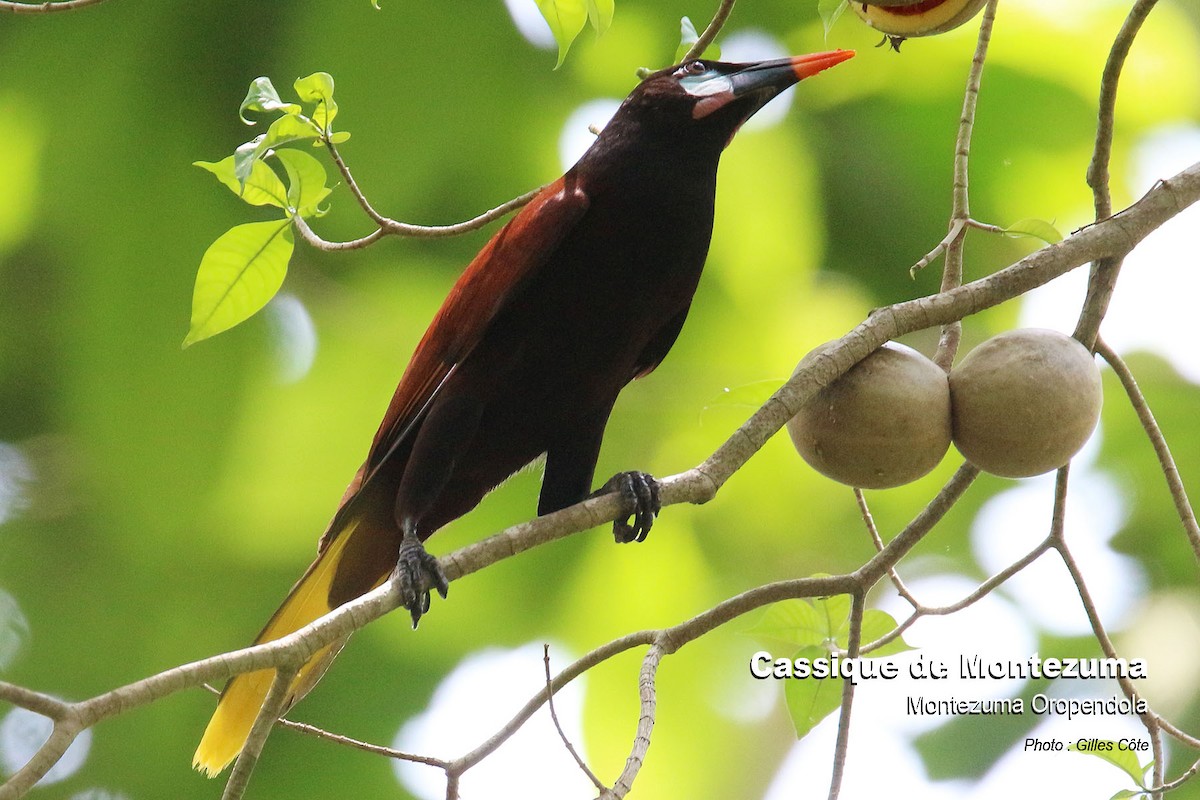 Montezuma Oropendola - ML617726185