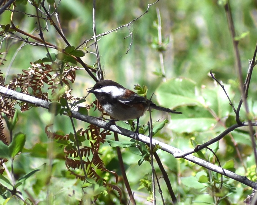 Mésange à dos marron - ML617726202