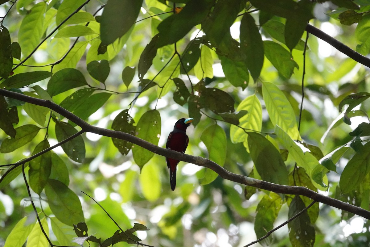 Black-and-red Broadbill - ML617726215