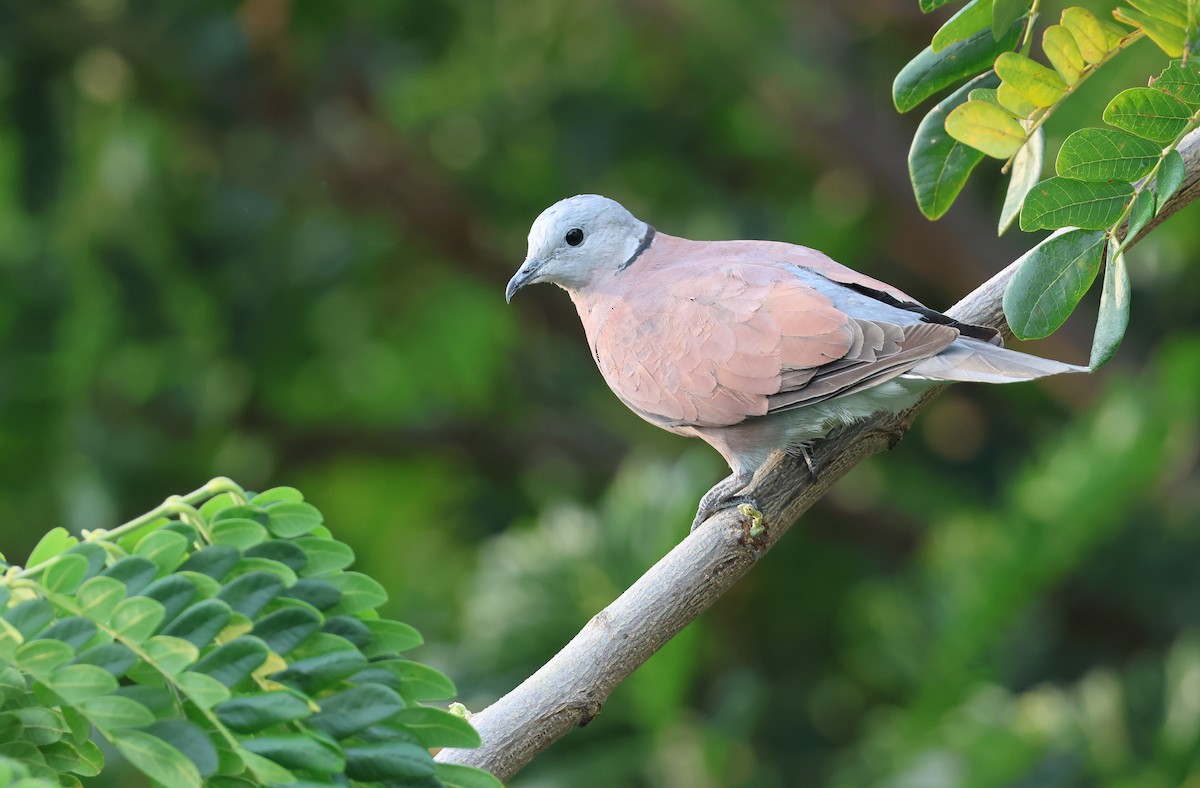 Red Collared-Dove - Allen Lyu