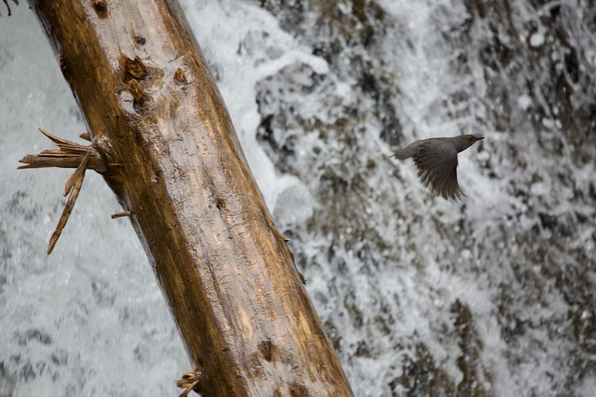 American Dipper - joe balay