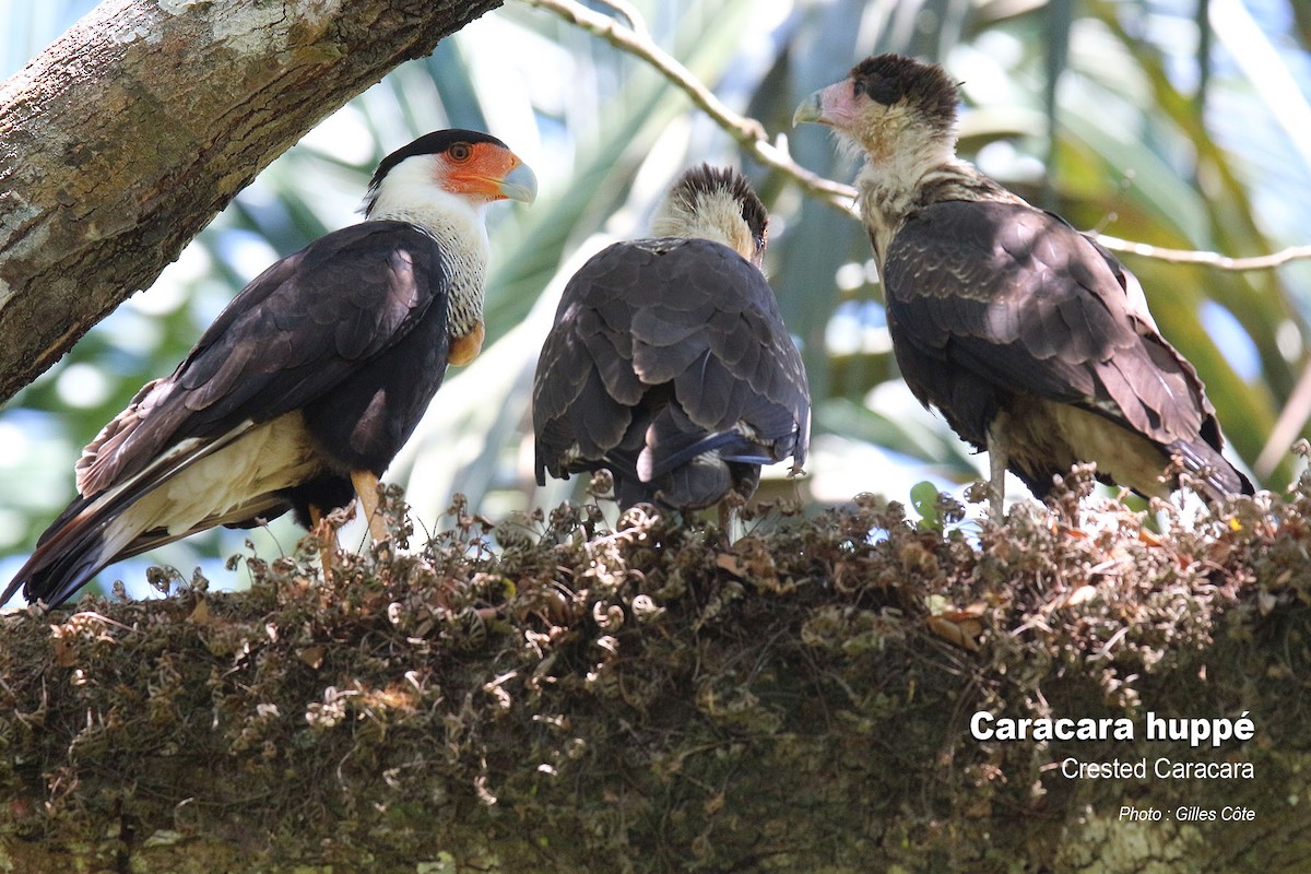 Caracara huppé - ML617726280