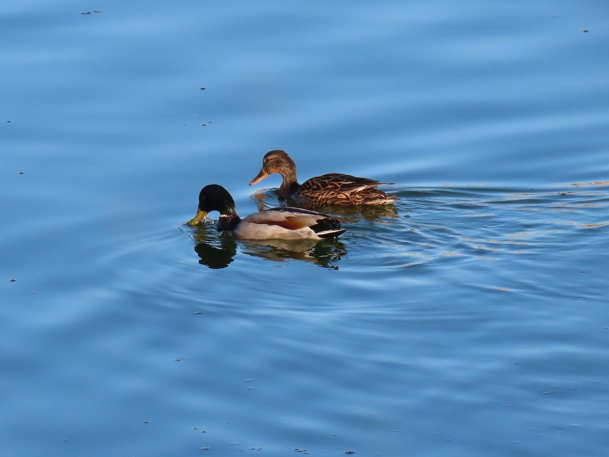 Canard colvert - ML617726309