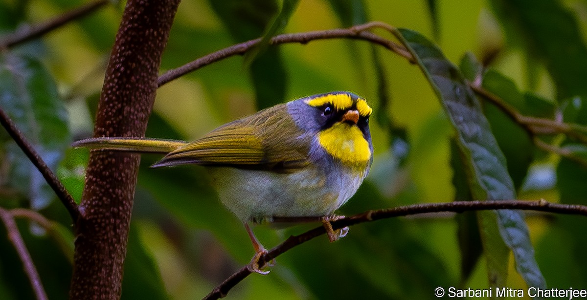 Black-faced Warbler - Sarbani Chatterjee