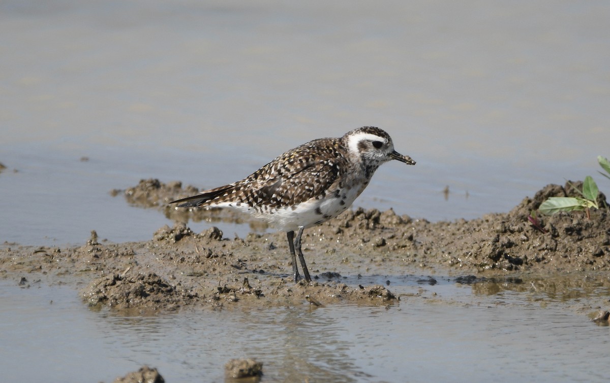 American Golden-Plover - ML617726350