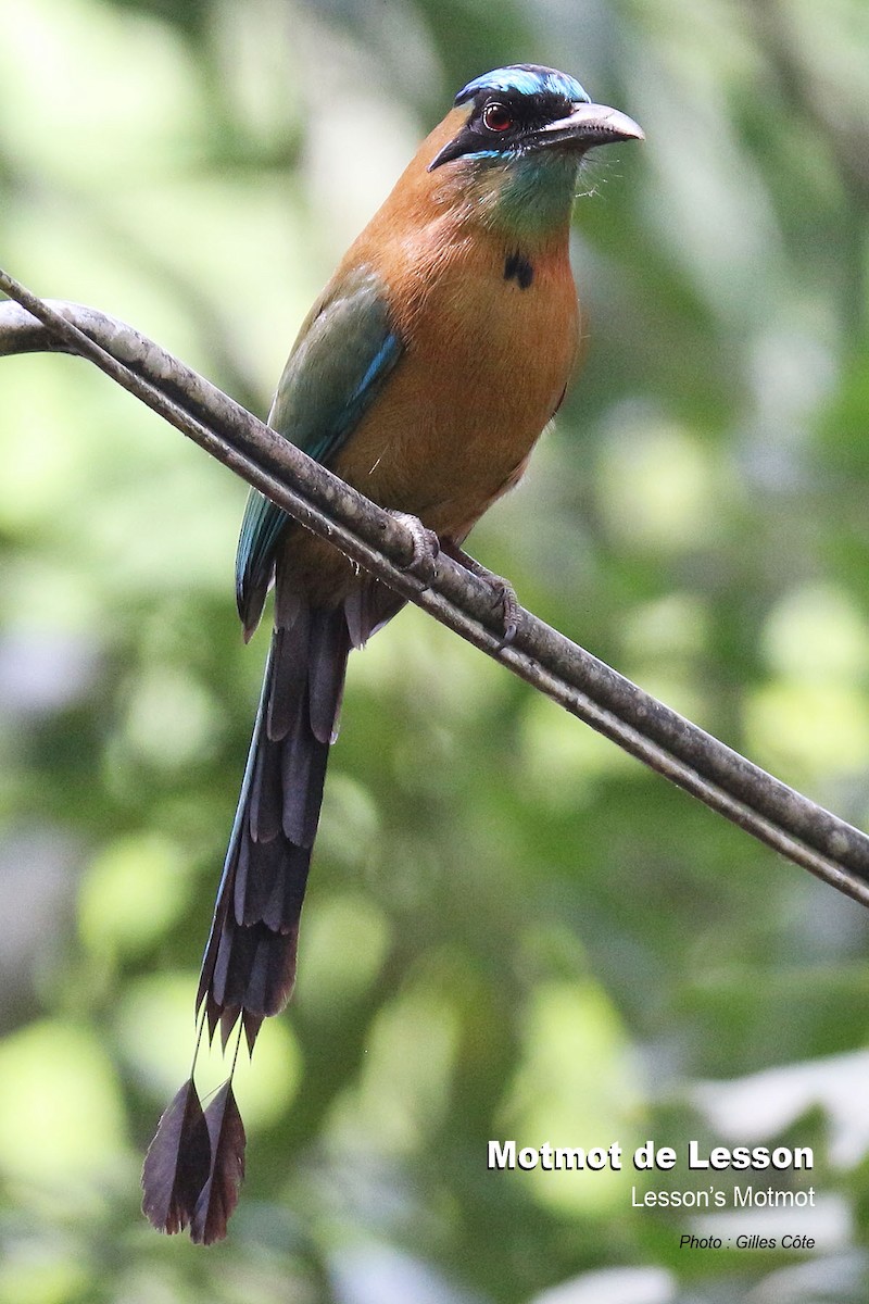 Lesson's Motmot - ML617726352