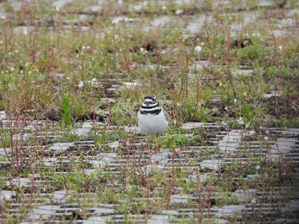 Killdeer - ML617726383