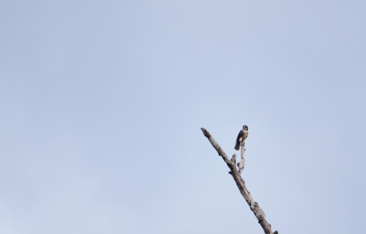 Black-thighed Falconet - ML617726422