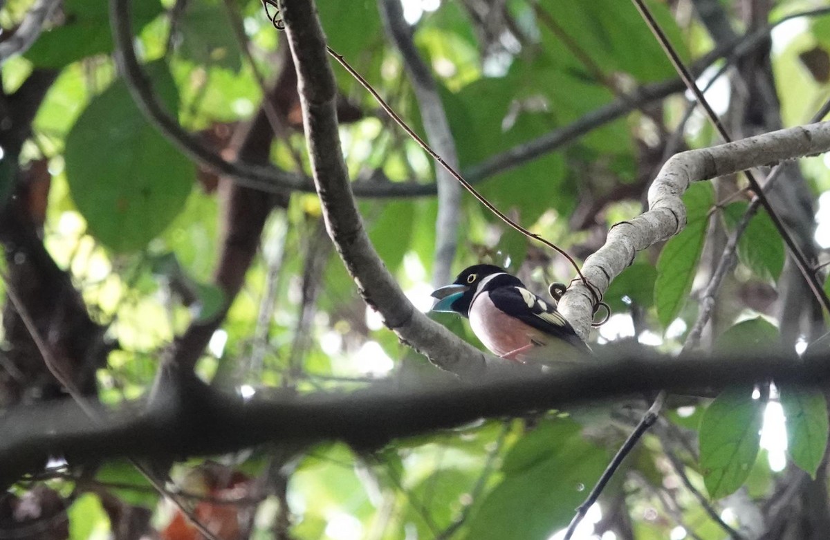 Black-and-yellow Broadbill - ML617726436